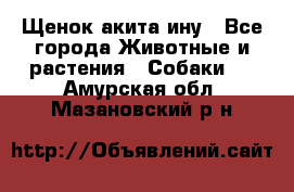 Щенок акита ину - Все города Животные и растения » Собаки   . Амурская обл.,Мазановский р-н